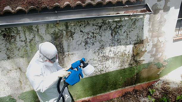 Trusted Commercial Mold Remediation service in Roselle, IL - Cheap Mold Removal